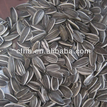 Sunflower Seeds 5009