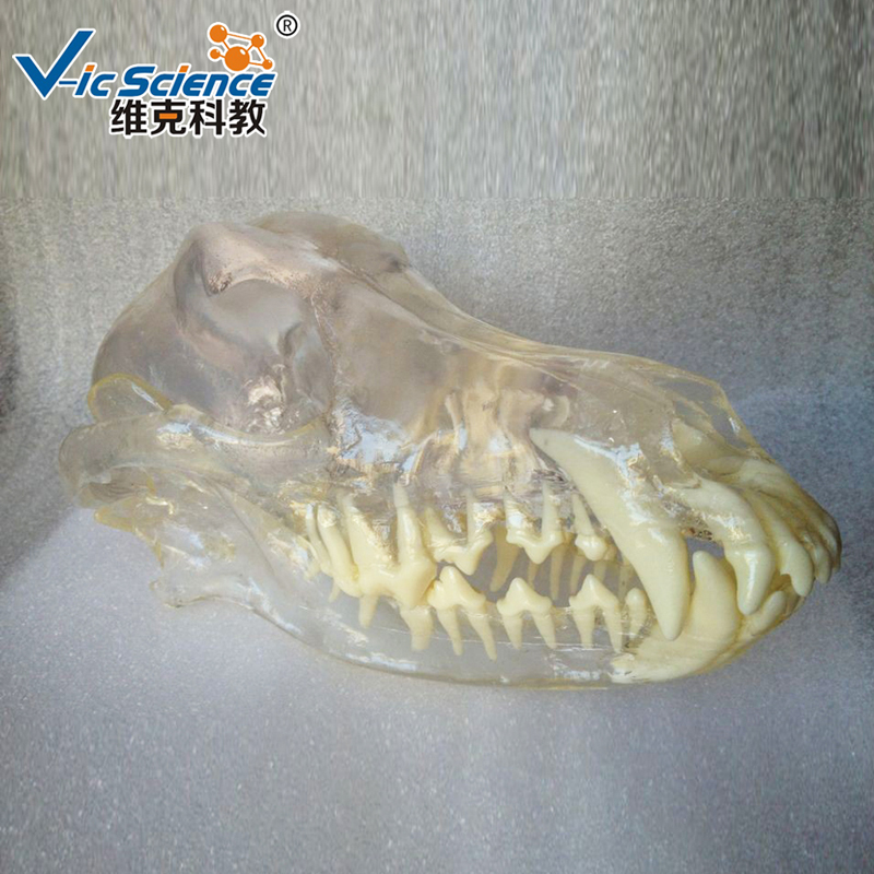 Animal Teeth Model