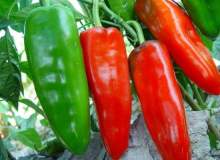 Cheaper Cayenne Pepper Sale