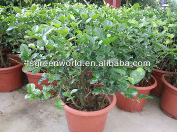 Jasminum sambac shrubs tree