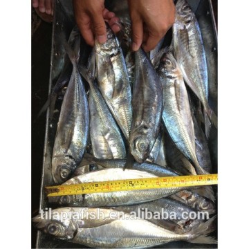 Frozen yellow tail fish for sale