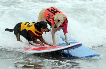 water survival surfing sports MYLE jean jacket for dogs