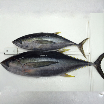 Whole Round Yellow Fin Tuna