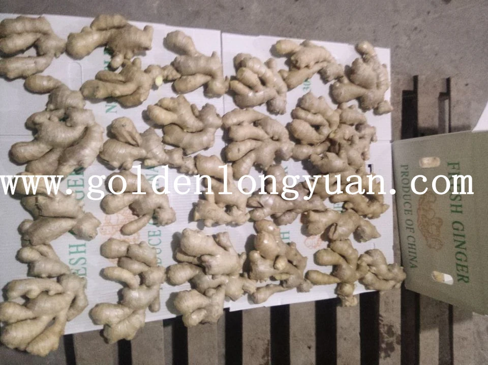 Qualified Fresh Ginger for EU 150g up in PVC Box