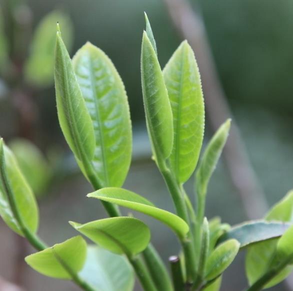 Olio essenziale di tè verde cinese