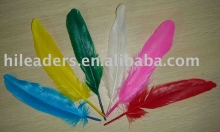 Goose Feather