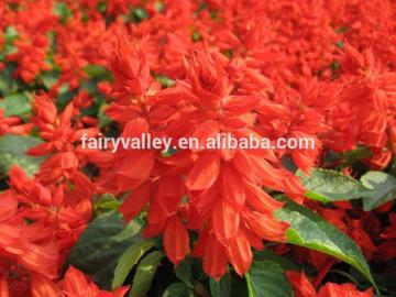 Salvia splendens Seeds Red Sage Seeds Salvia Seeds For Planting
