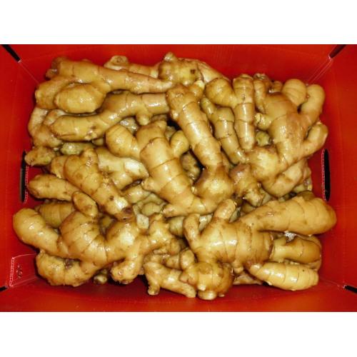 ახალი Ginger 50g და ზემოთ