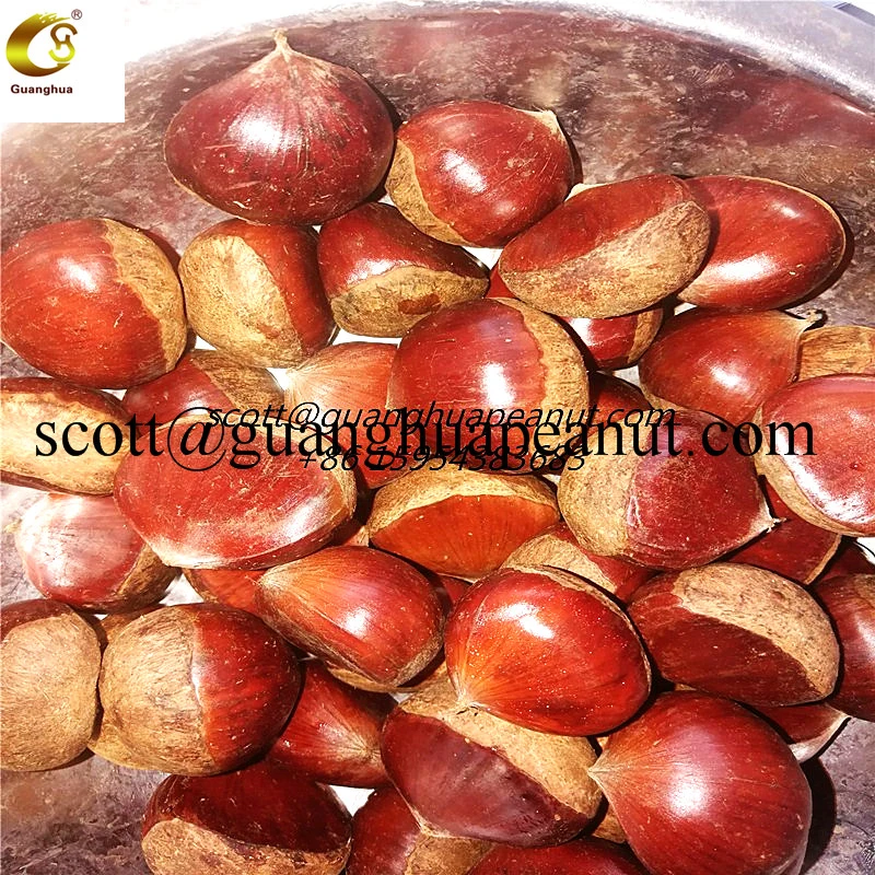 New Season Hot Export Chinese Fresh Chestnut for Roasting