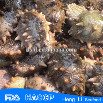 HL011Nutritious frozen mediterranean sea cucumber