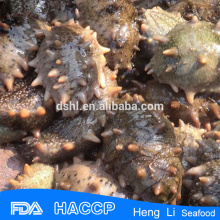 HL011 Rich Nutrition Frozen Sea Cucumber