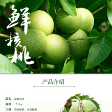 Premium Walnut Kernel Fresh Harvest