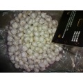 2020 Season Wholesale Pure White Garlic