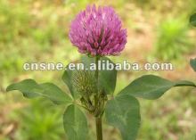 Red Clover Herb Extract