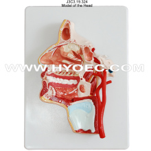 Head Teaching Model-J3C3.19.324