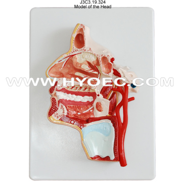 Head Teaching Model-J3C3.19.324