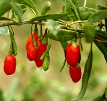 Aseptic Bag Goji Raw Juice