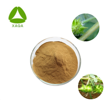 Tribulus Terrestris Extract Tribuloside 90% Powder