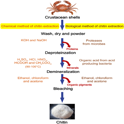 chitin produce Process