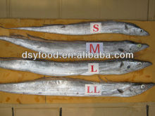 hot selling Iran Ribbon Fish