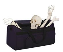 Unassembled half human skeletal model