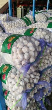 Good Pure White Garlic