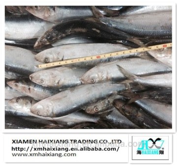 Frozen sardines fish supplier