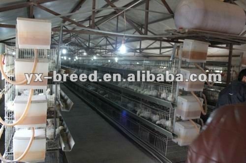 Poultry farm equipment for broilers