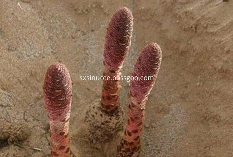 Cynomorium -Extraktpulver Cynomorium Extract Powder