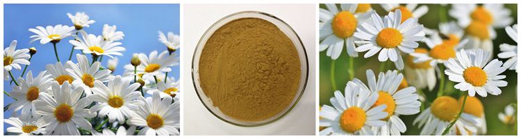 Customized Service High Quality 20:1 Chamomile Extract Powder