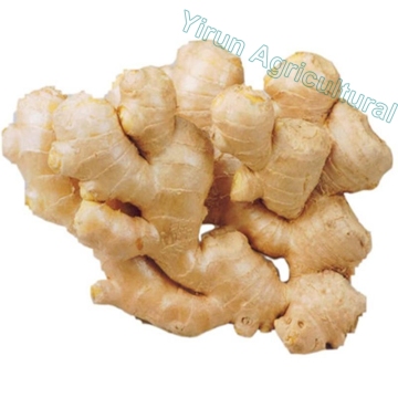 Factory Wholesale Fat Ginger of New Crop