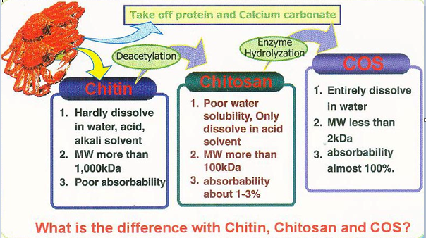 The difference of Chitin, Chitosan, COS.