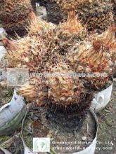 cycas revoluta seeds cycad sago palm
