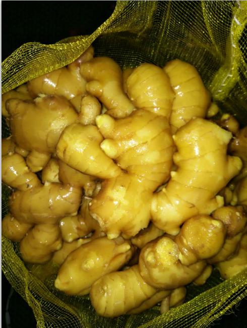 Hot sales10kg mesh bag Anqiu fresh ginger