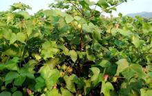 Sportak fungicide prochloraz imidazole