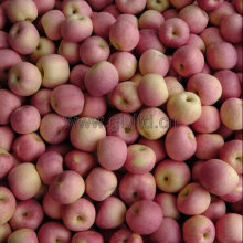 Top Qualit Fresh FUJI Apple