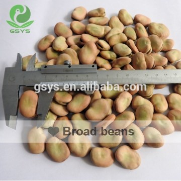 Broad beans Origin in Qinhai China