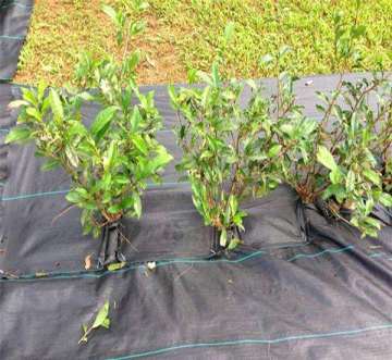 pp ground  cover  mats