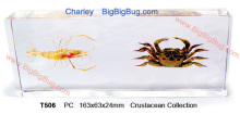 T506-Crustacean Collection-http://bigbigbug.en.alibaba.com