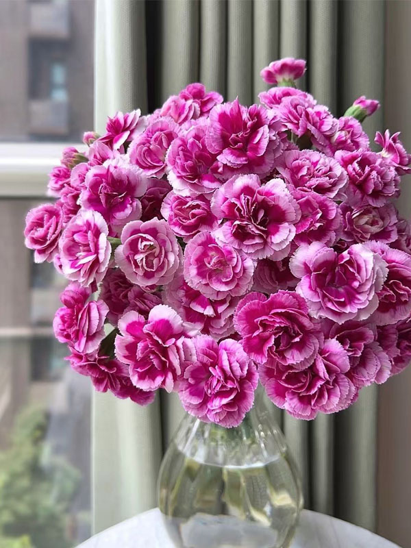 স্প্রে কার্নেশন দ্য প্রিন্স অফ ফ্যাশন1 Spray carnation the prince of fashion1