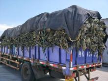 new season sun dried kelp cut