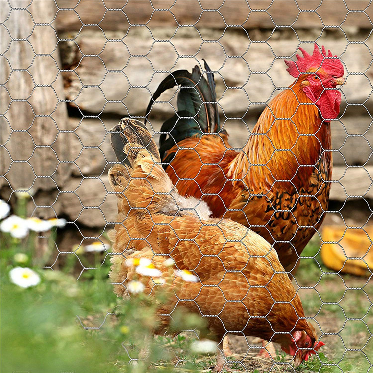 electric galvanized farm chicken wire net rolls