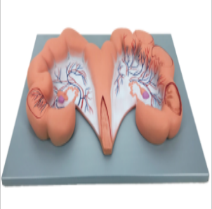 Pig uterus anatomy model