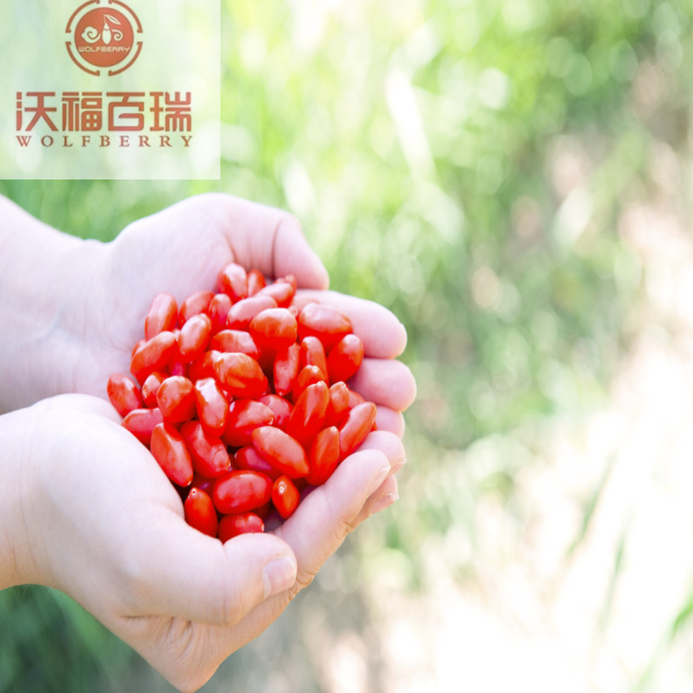 Goji berry / Wolfberry / Các loại quả goji hữu cơ mới