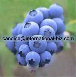 Bilberry Extracts