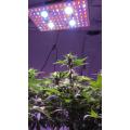 Lámparas de cultivo LED de 2000 w para plantas de interior