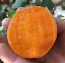 Fresh apricot almond extract dessert recipes