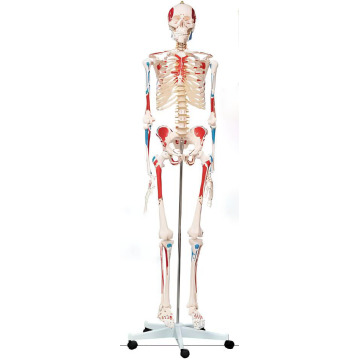 Un modèle de coloration pour les points de départ et de fin des muscles squelettiques humains