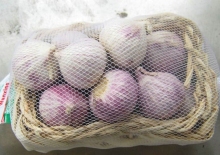 Fresh solo garlic for Export