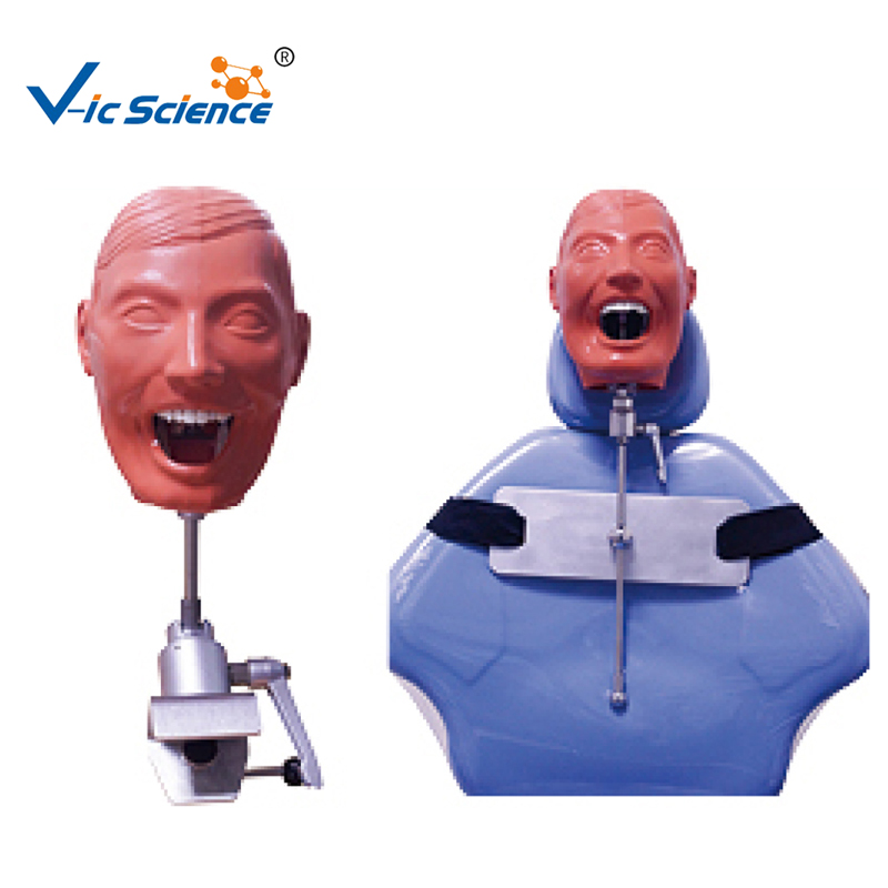 Dental Phantom Head Model